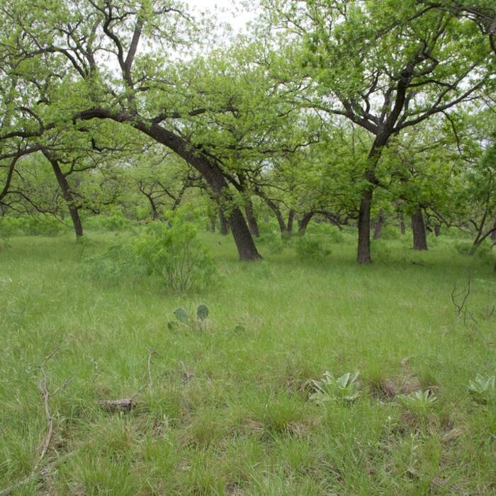 Pecan habit reference