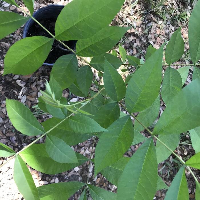 Pecan leaf reference