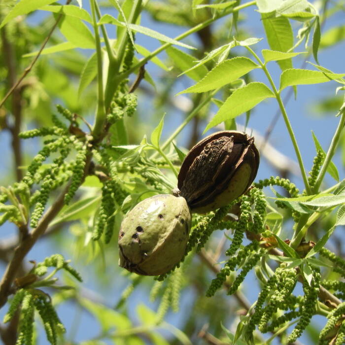 Pecan nut reference