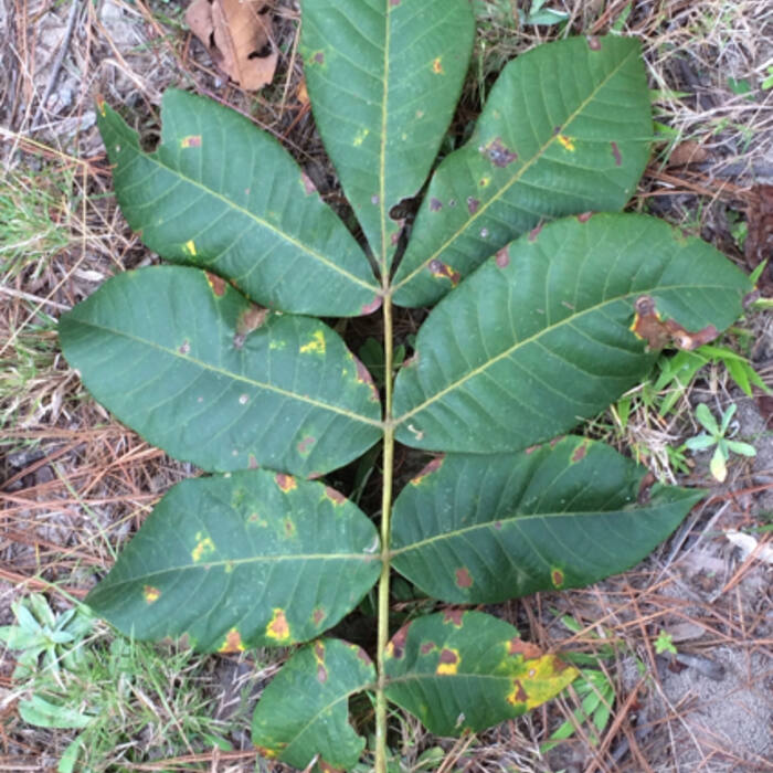 Mockernut hickory (Carya tomentosa) — the abundant one (see guide 06) reference photo 2