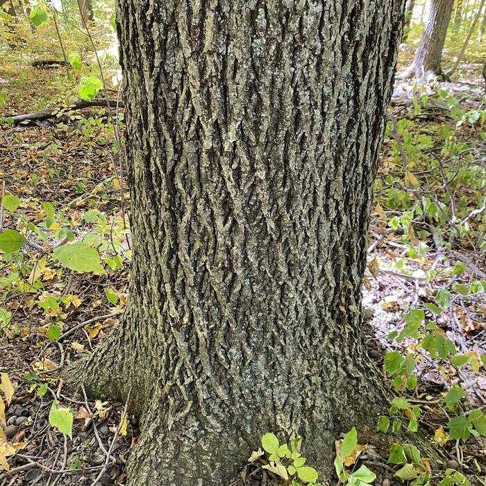 Mockernut hickory (Carya tomentosa) — the abundant one (see guide 06) reference photo 4