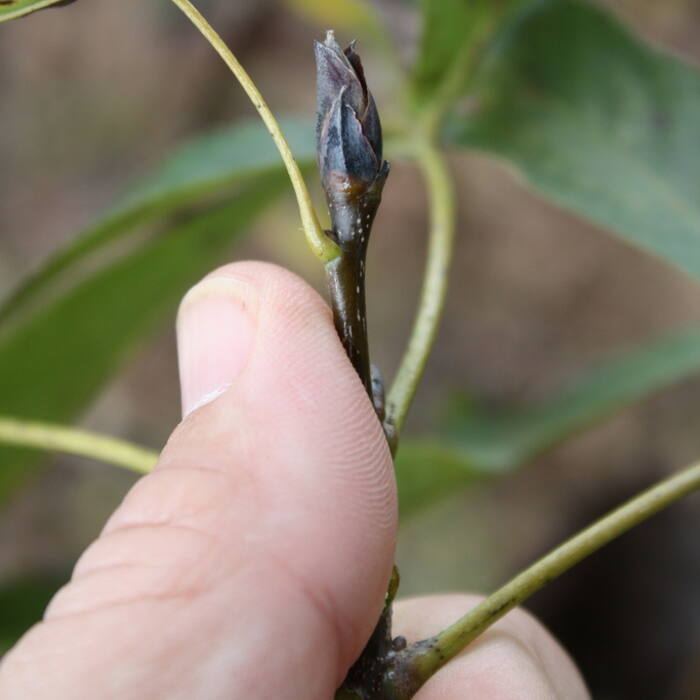 Carolina / southern shagbark (Carya carolinae-septentrionalis = C. ovata var. australis) reference photo 3