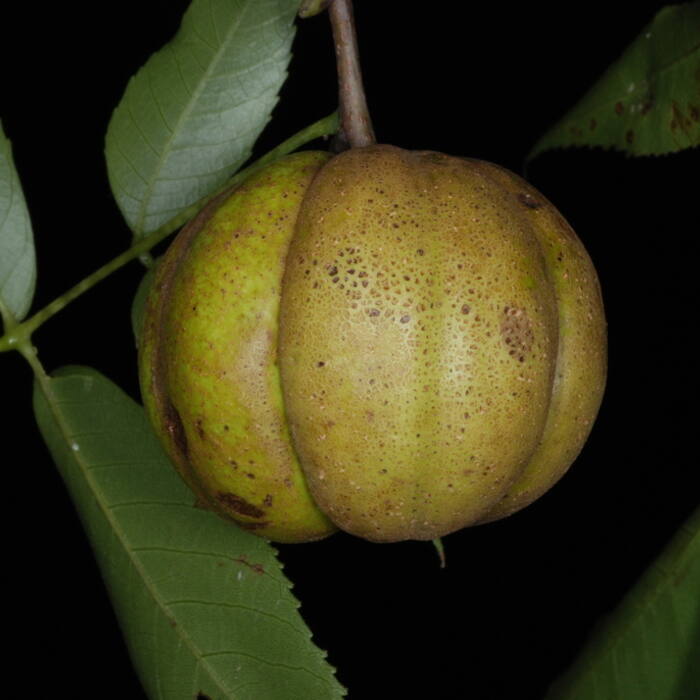 Carolina / southern shagbark (Carya carolinae-septentrionalis = C. ovata var. australis) reference photo 1