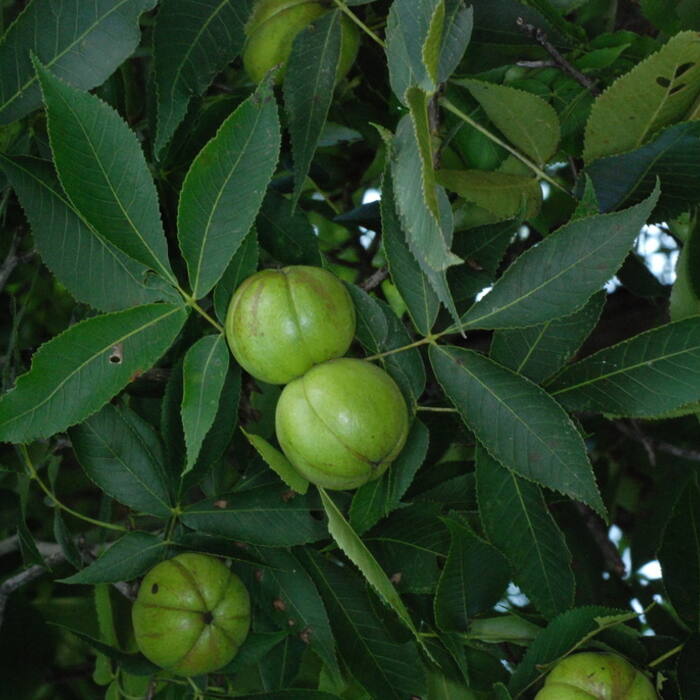 Carolina / southern shagbark (Carya carolinae-septentrionalis = C. ovata var. australis) reference photo 2