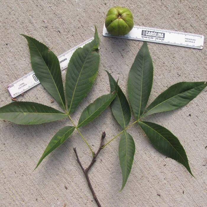 Carolina / southern shagbark (Carya carolinae-septentrionalis = C. ovata var. australis) reference photo 4