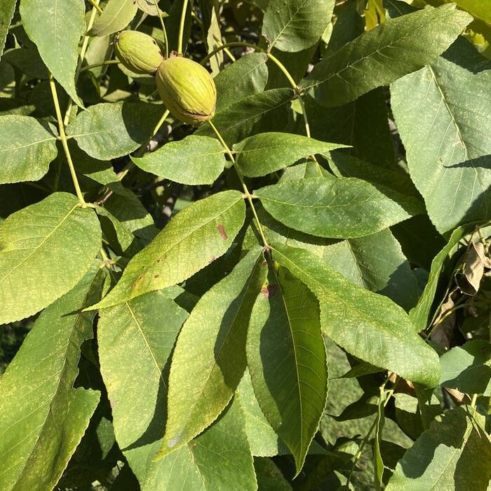 Shellbark hickory (Carya laciniosa) — rare bottomland 'king nut' reference photo 2
