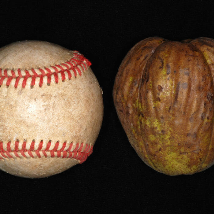 Shellbark hickory (Carya laciniosa) — rare bottomland 'king nut' reference photo 4