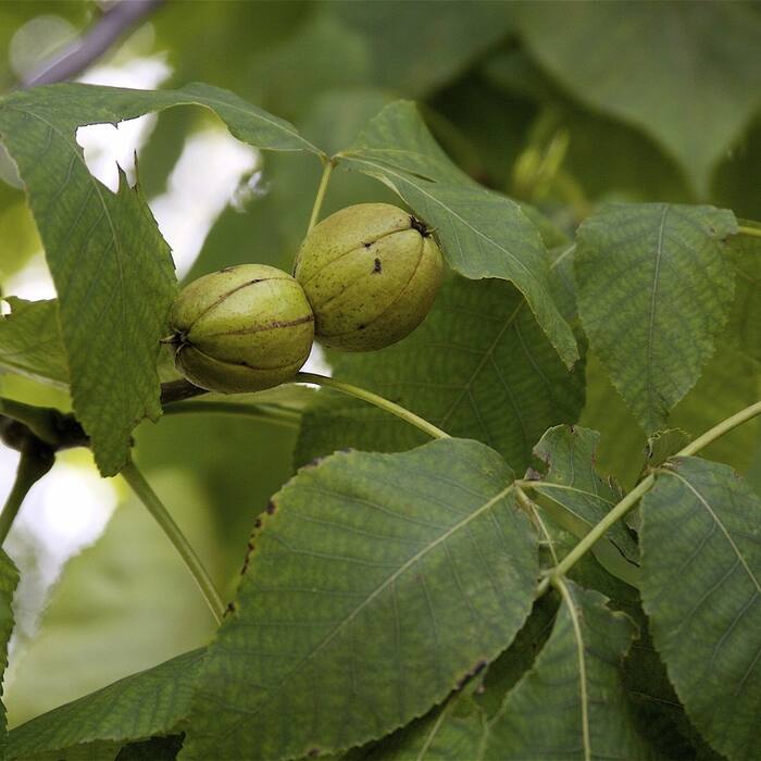 Shellbark hickory (Carya laciniosa) — rare bottomland 'king nut' reference photo 1