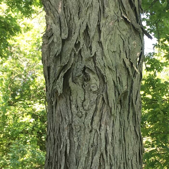 Shellbark hickory (Carya laciniosa) — rare bottomland 'king nut' reference photo 3