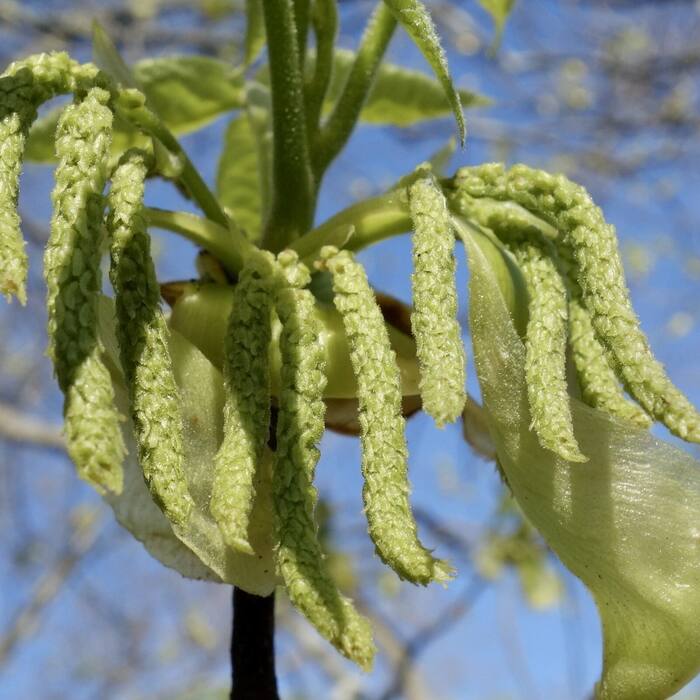 Shagbark hickory flower reference