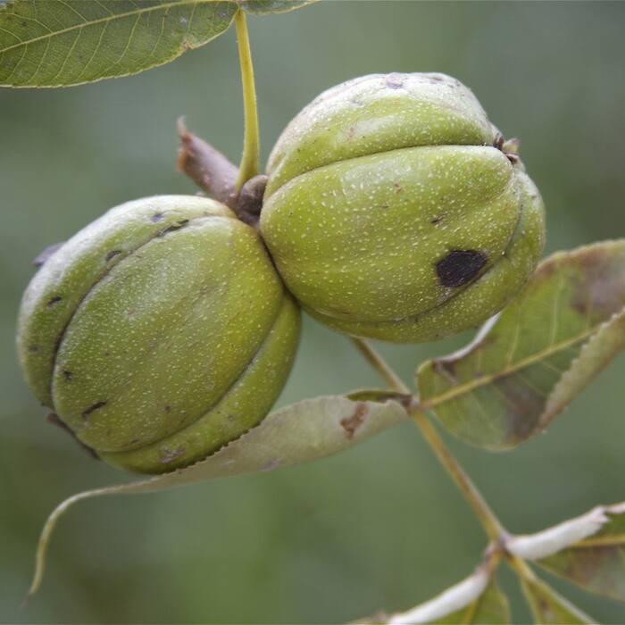 Shagbark hickory fruit reference