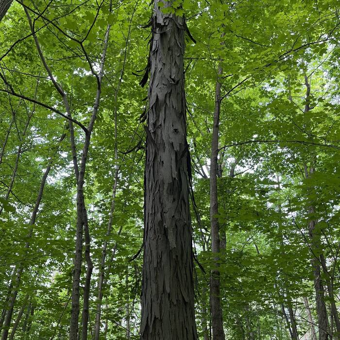 Shagbark hickory habit reference