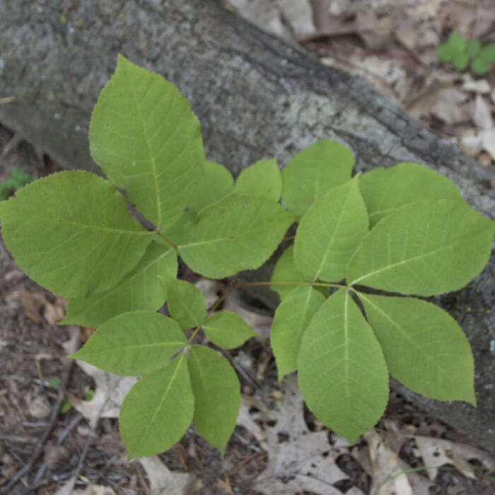 Shagbark hickory leaf reference
