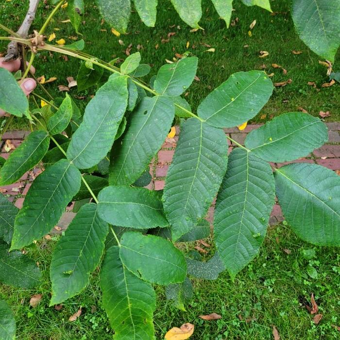 Butternut / white walnut (Juglans cinerea) reference photo 2