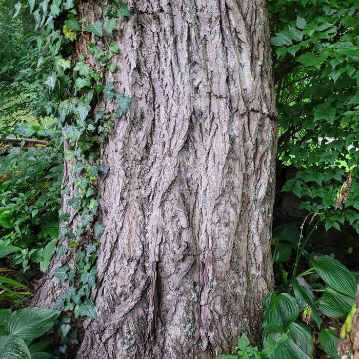 Butternut / white walnut (Juglans cinerea) reference photo 3