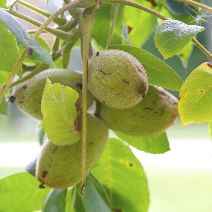 Butternut / white walnut (Juglans cinerea) reference photo 1