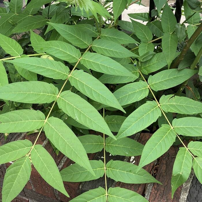 Tree-of-heaven (Ailanthus altissima, invasive) reference photo 1
