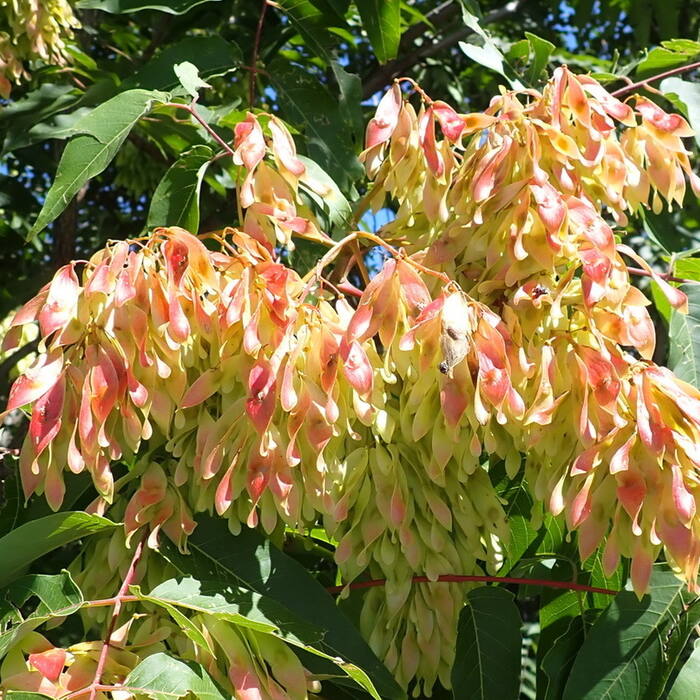 Tree-of-heaven (Ailanthus altissima, invasive) reference photo 3