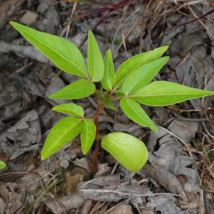 Tree-of-heaven (Ailanthus altissima, invasive) reference photo 4