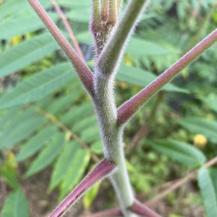 Staghorn / winged sumac (Rhus spp.) reference photo 2