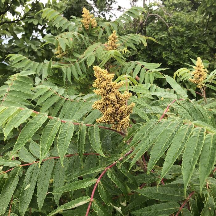 Staghorn / winged sumac (Rhus spp.) reference photo 1