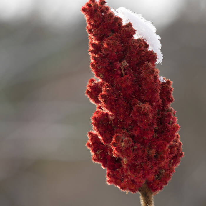 Staghorn / winged sumac (Rhus spp.) reference photo 4