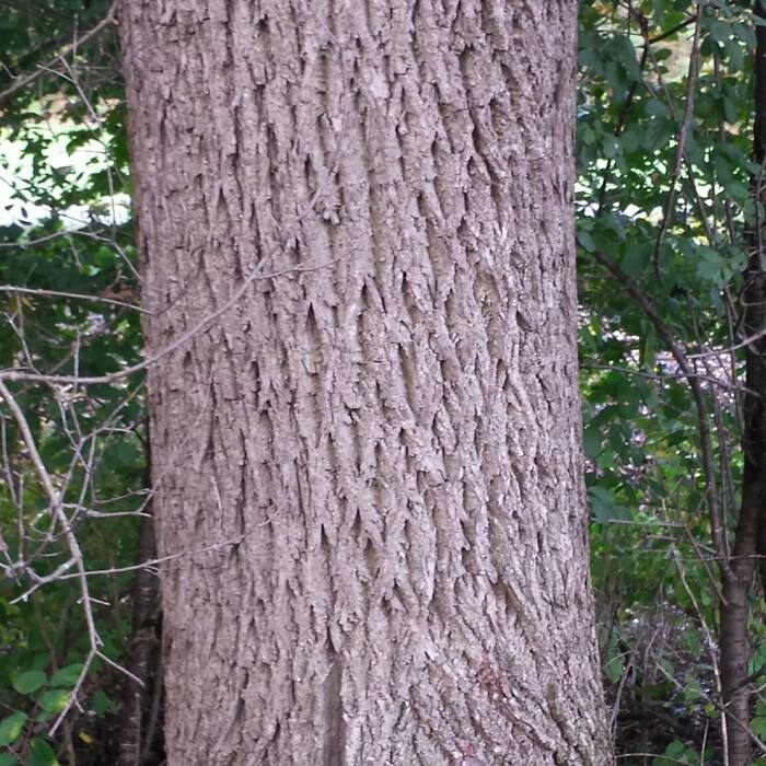 Black walnut bark reference