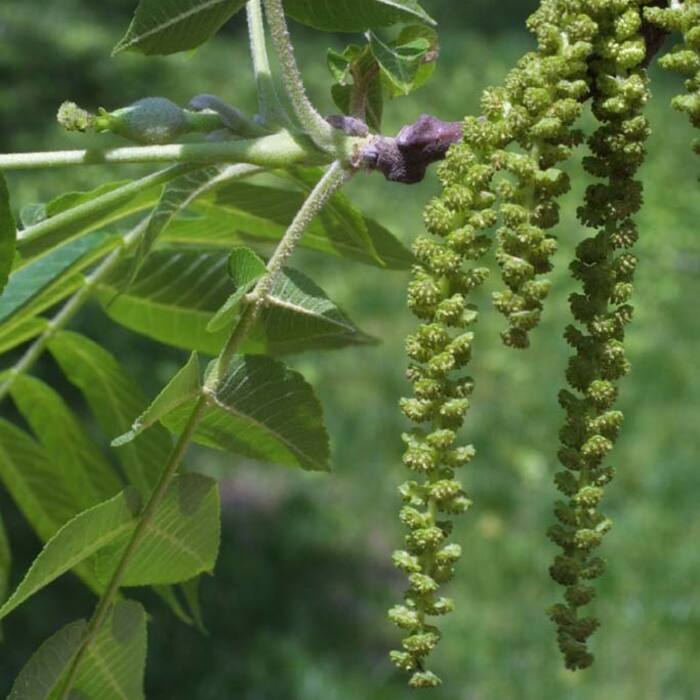Black walnut flower reference