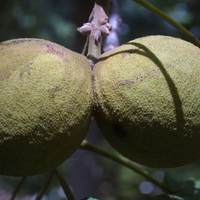 Black walnut