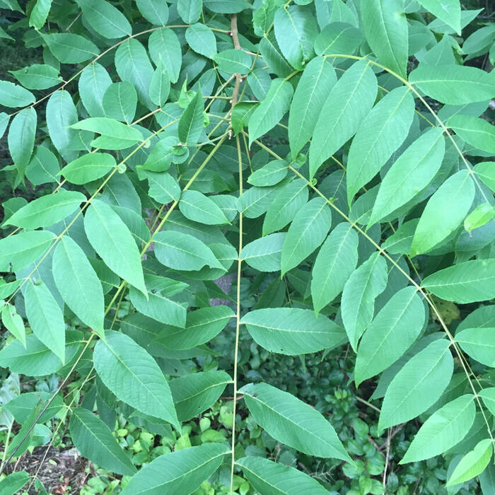 Black walnut habit reference