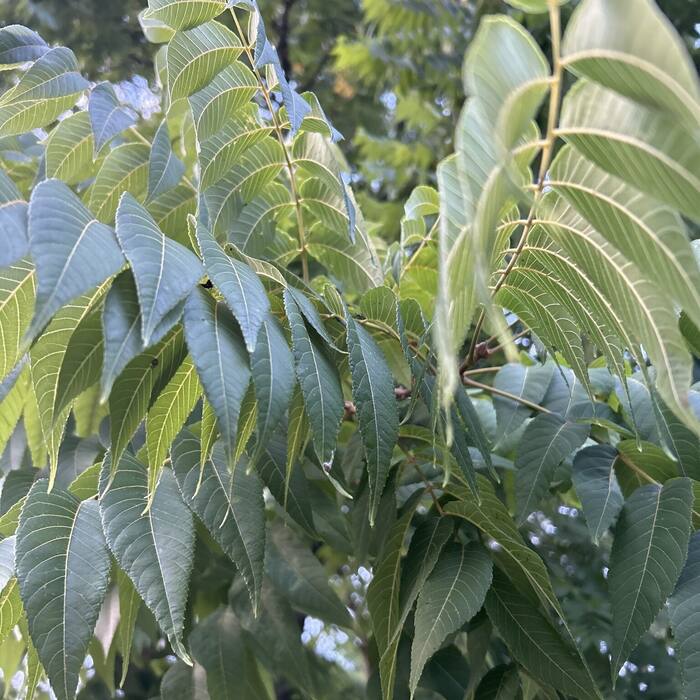 Black walnut leaf reference