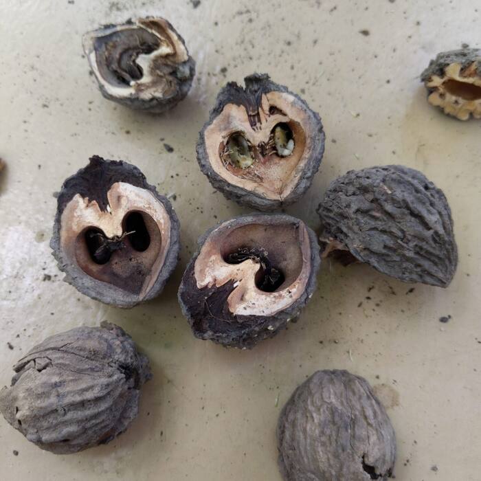 Black walnut nut reference