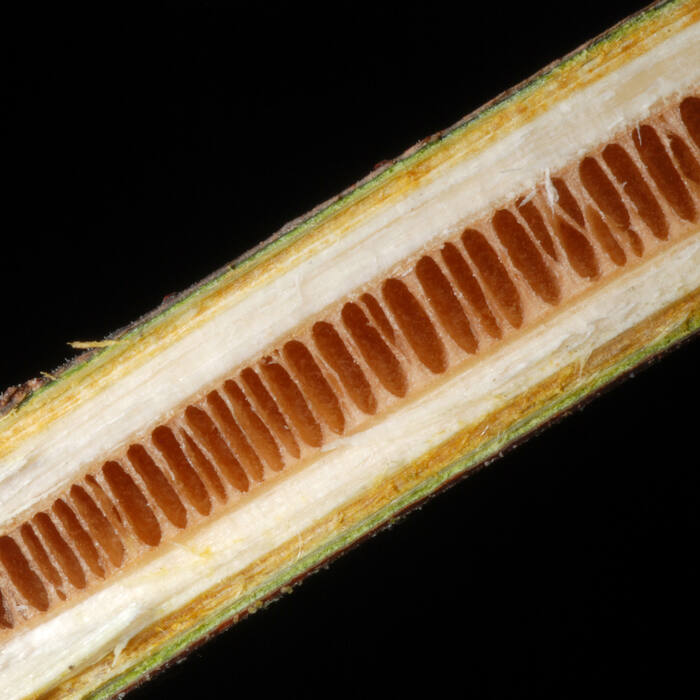 Black walnut pith reference