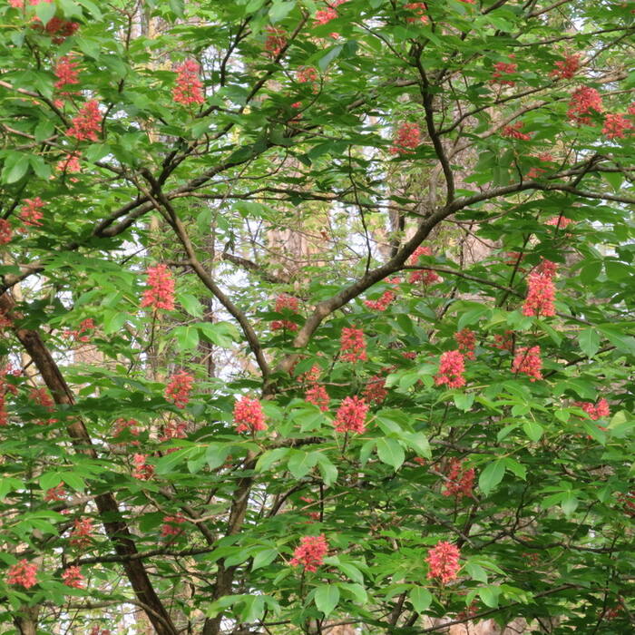 Red buckeye (Aesculus pavia) — the only real confusion, and geography settles it reference photo 2