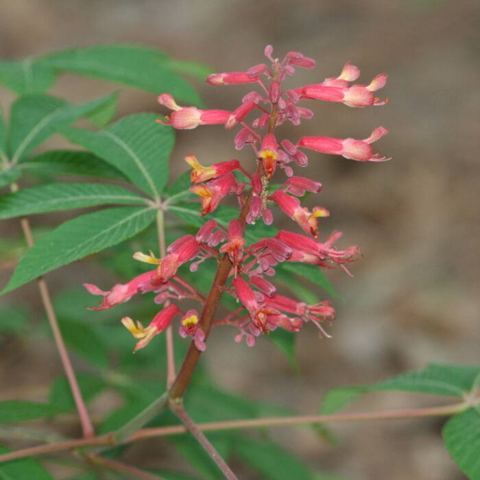 Red buckeye (Aesculus pavia) — the only real confusion, and geography settles it reference photo 1