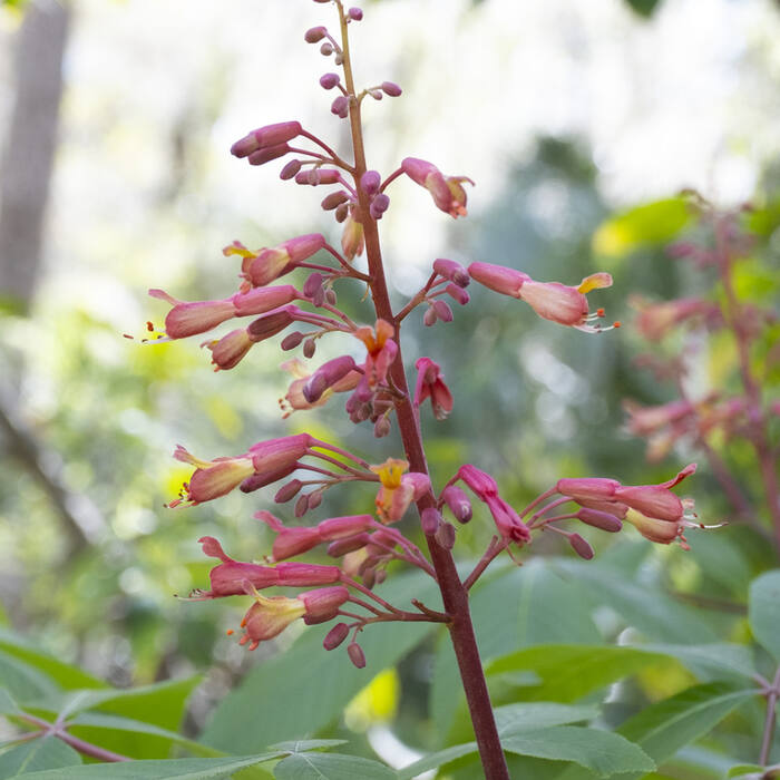 Red buckeye (Aesculus pavia) — the only real confusion, and geography settles it reference photo 3