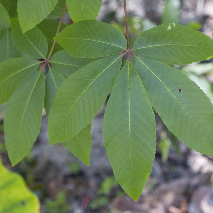 Red buckeye (Aesculus pavia) — the only real confusion, and geography settles it reference photo 4