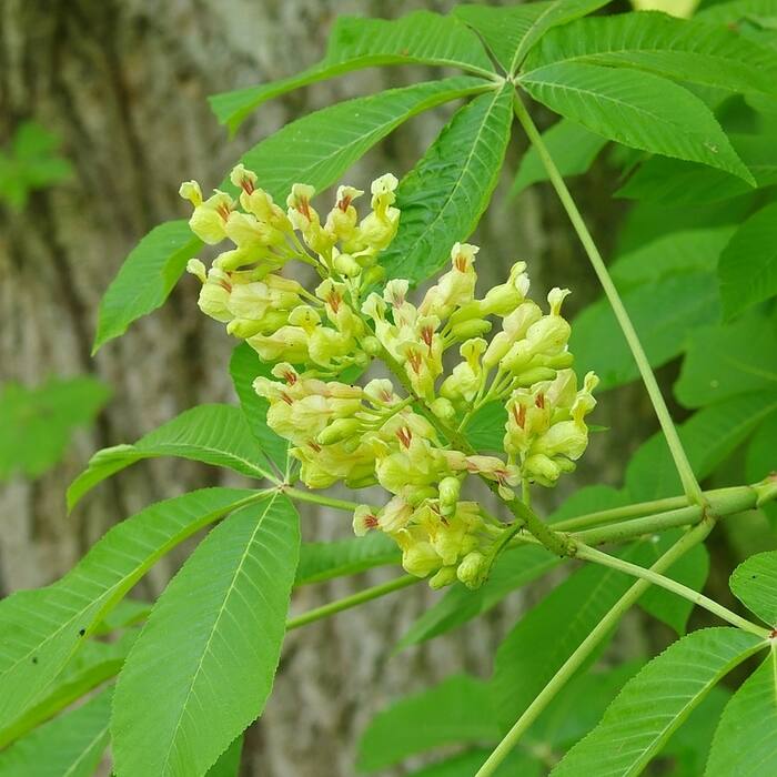 Yellow buckeye (Aesculus flava) reference photo 1
