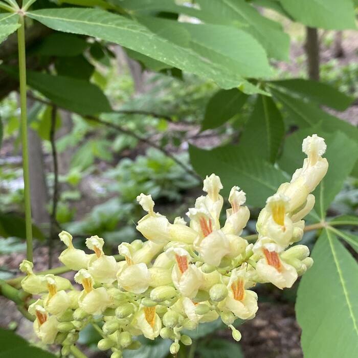 Yellow buckeye (Aesculus flava) reference photo 2