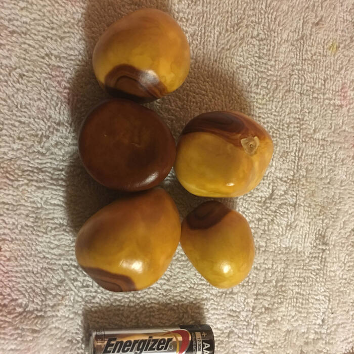 Yellow buckeye (Aesculus flava) reference photo 4