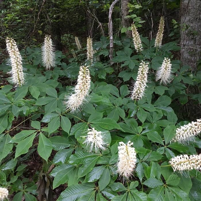 Bottlebrush buckeye (Aesculus parviflora) — planted, not wild reference photo 1