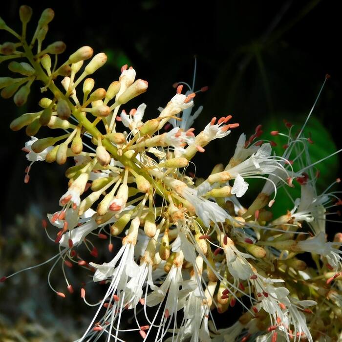 Bottlebrush buckeye (Aesculus parviflora) — planted, not wild reference photo 2