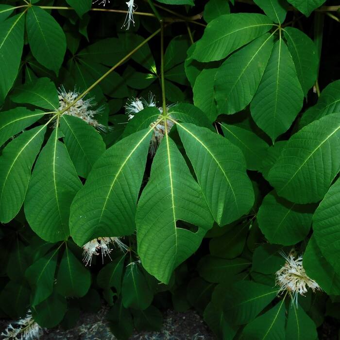 Bottlebrush buckeye (Aesculus parviflora) — planted, not wild reference photo 3