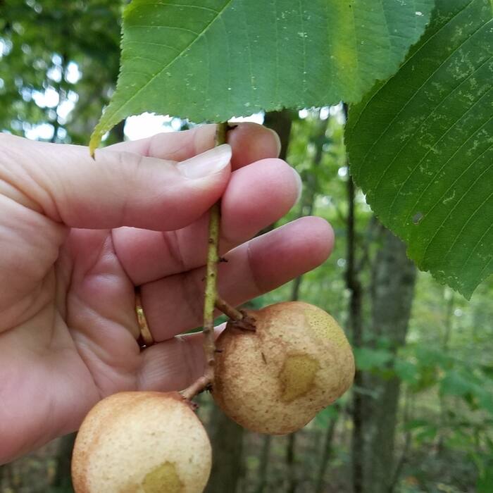 Bottlebrush buckeye (Aesculus parviflora) — planted, not wild reference photo 4