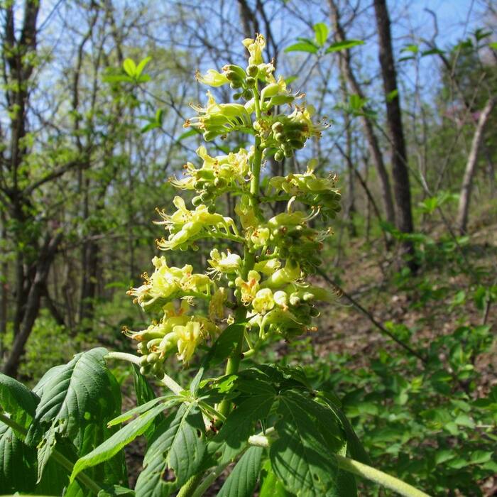 Ohio buckeye (Aesculus glabra) reference photo 4
