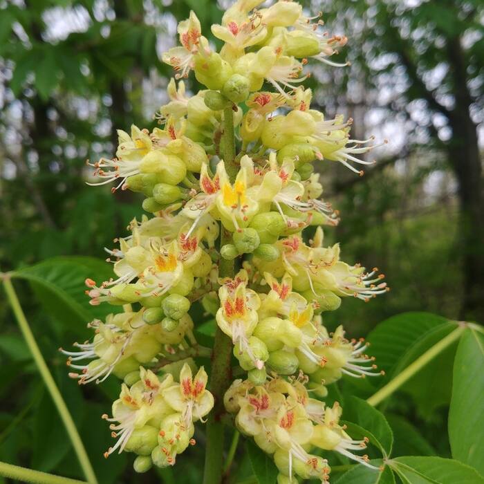 Ohio buckeye (Aesculus glabra) reference photo 1