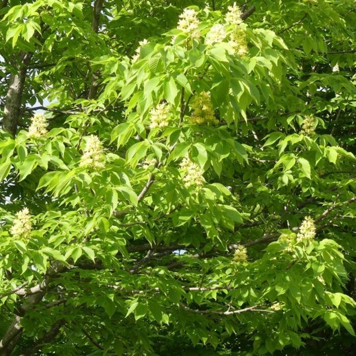 Ohio buckeye (Aesculus glabra) reference photo 2