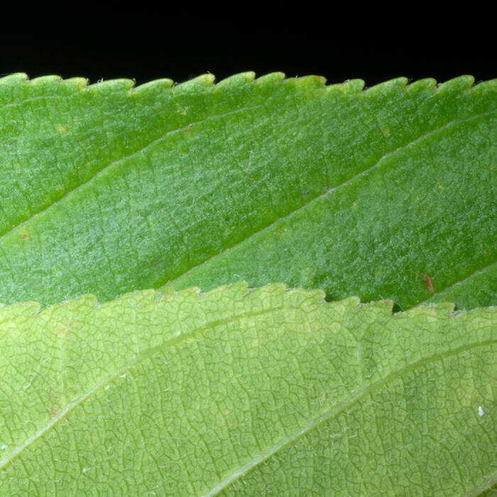 Ohio buckeye (Aesculus glabra) reference photo 3