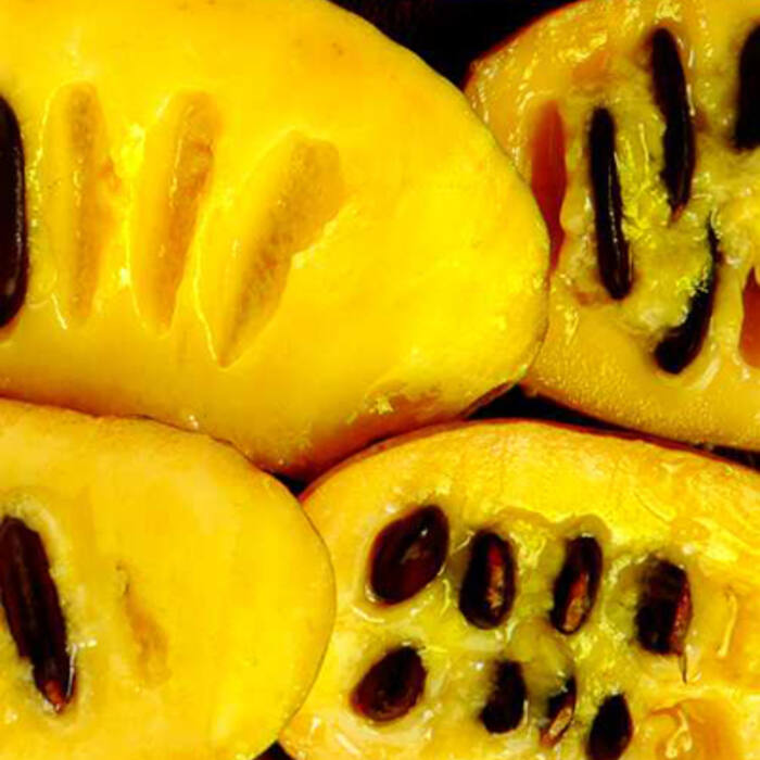 Pawpaw (Asimina triloba) — the classic sterile mix-up reference photo 4