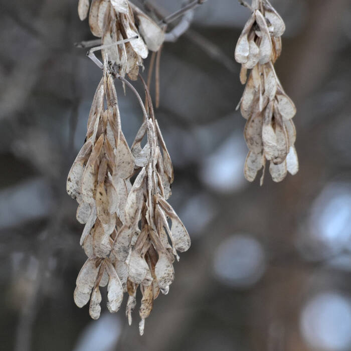 Boxelder (Acer negundo) reference photo 3